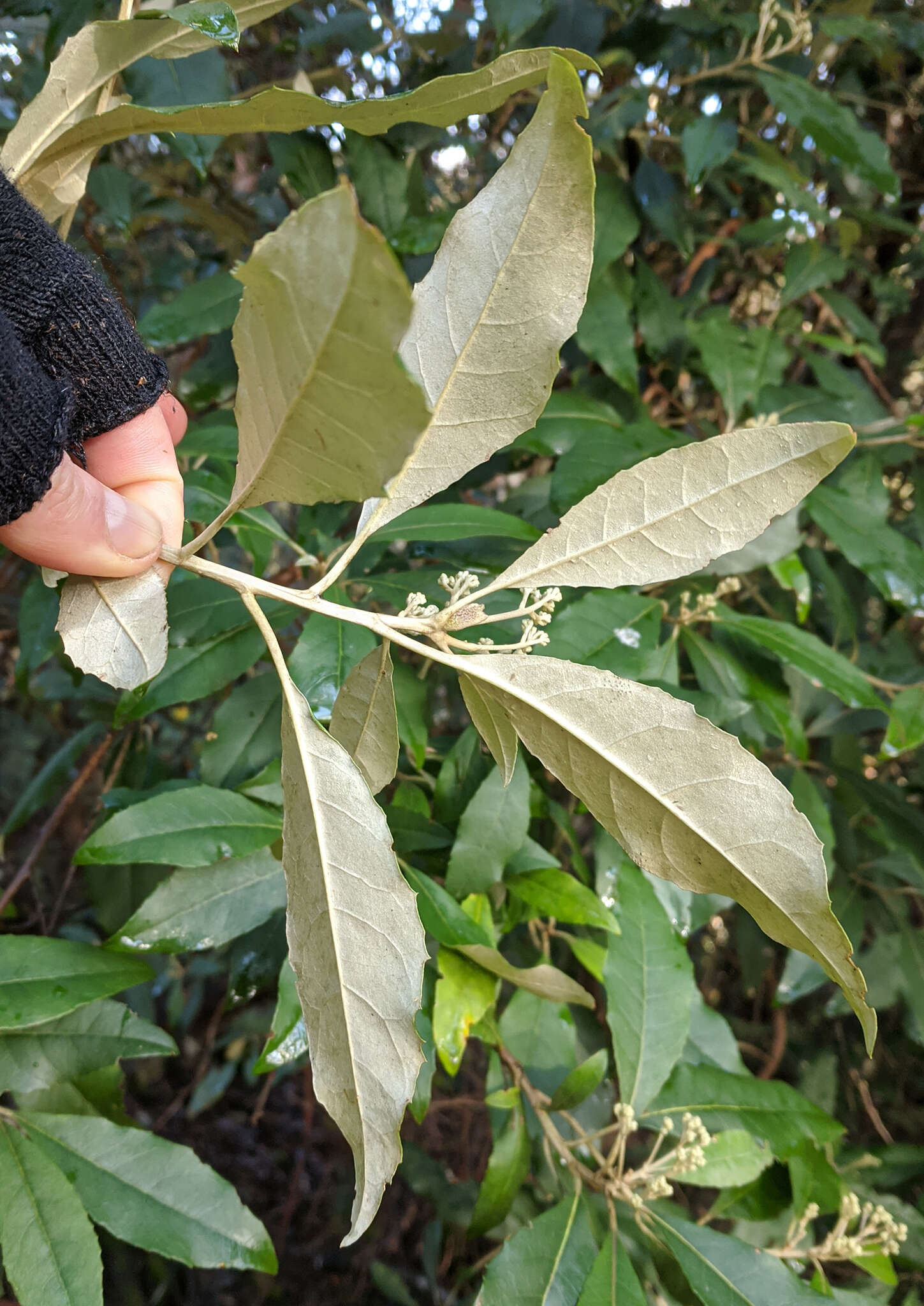 Olearia argophylla (Labill.) F. Müll. resmi