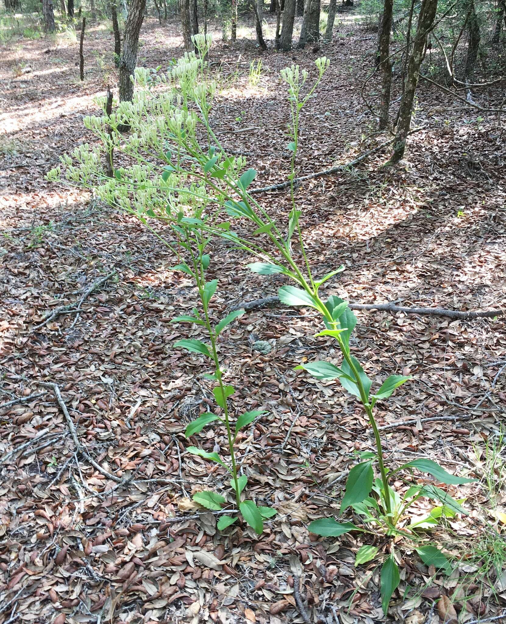 Image of Florida Indian plantain