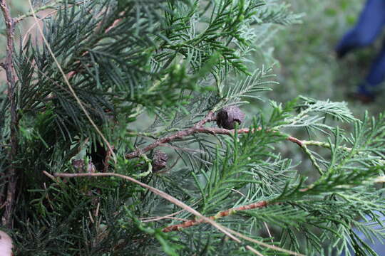 Image of Bentham cypress