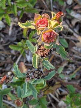 Image of Wright's false mallow