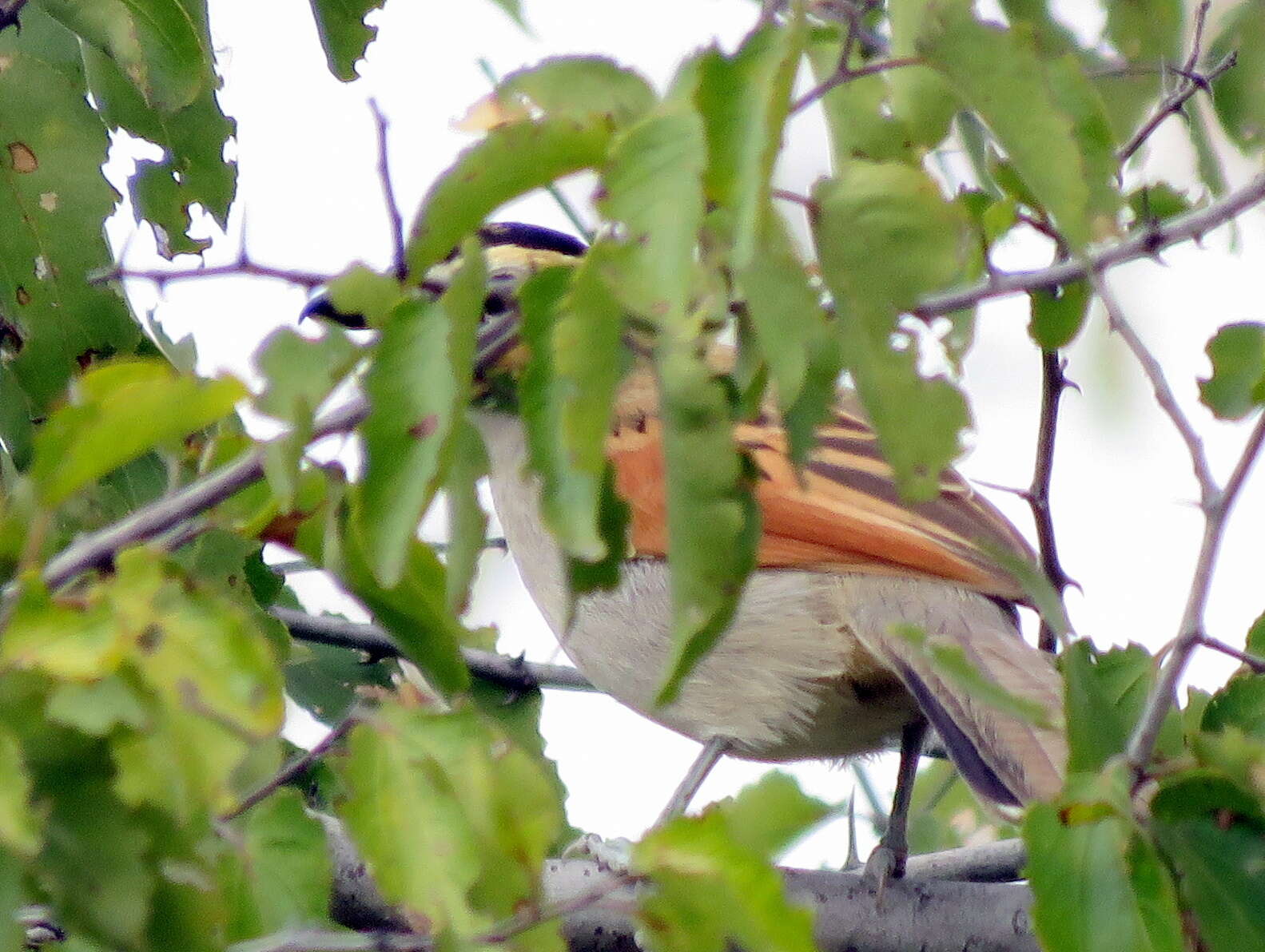 Sivun Tchagra senegalus kalahari (Roberts 1932) kuva