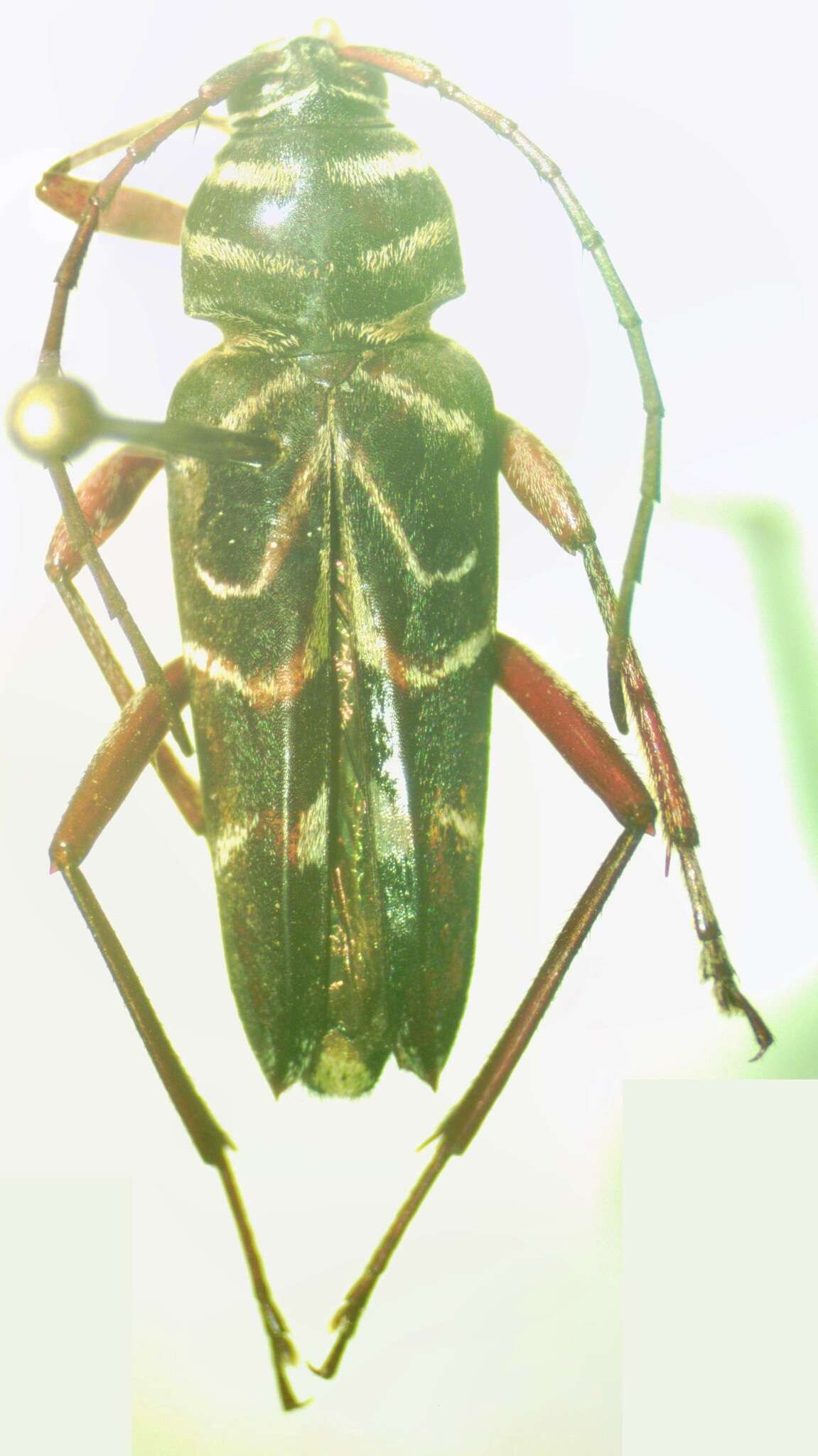 Image of Megacyllene angulata (Fabricius 1775)