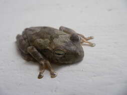 Image of Chirique-Flusse Treefrog