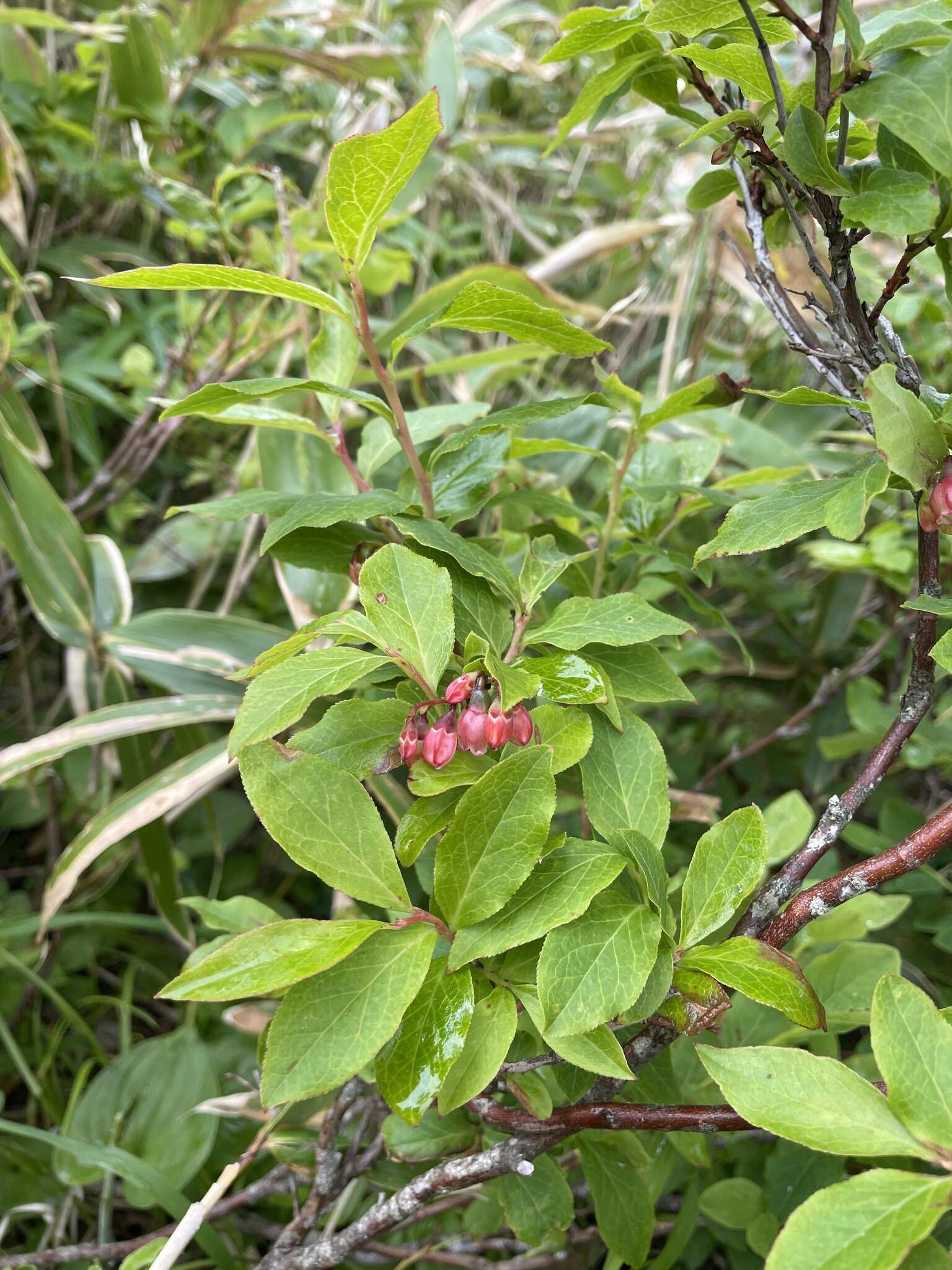 Image of Vaccinium smallii A. Gray