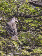 صورة Patagioenas corensis (Jacquin 1784)