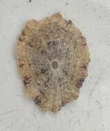 Image of Barbados key-hole limpet