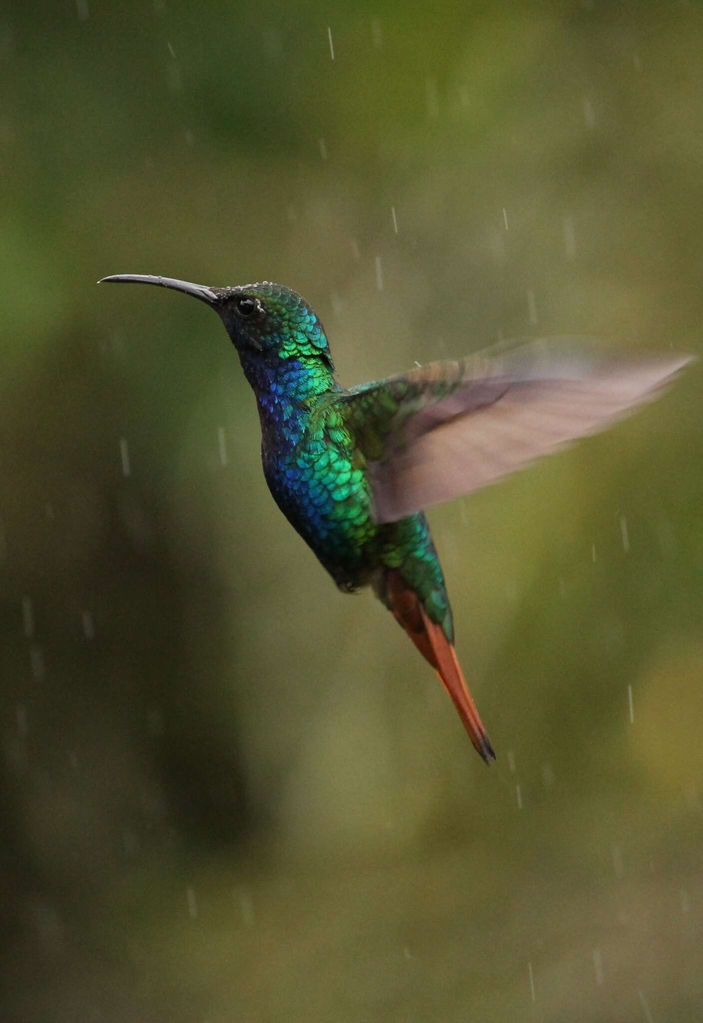 Campylopterus falcatus (Swainson 1821) resmi