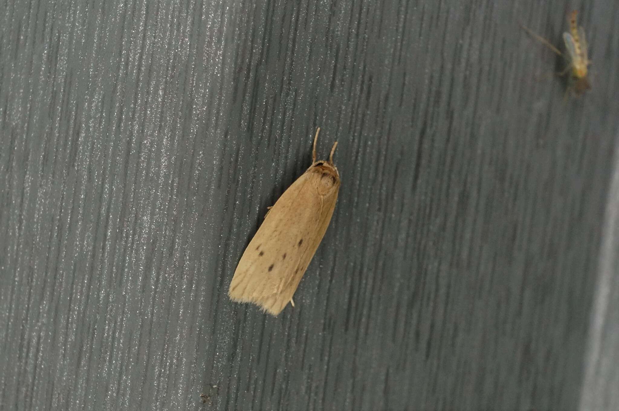 Image of small dotted footman