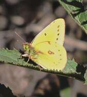 Image of <i>Colias <i>lesbia</i></i> lesbia