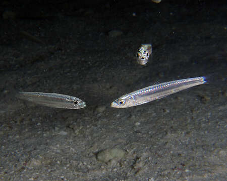 Image of Banded Blue Sprat