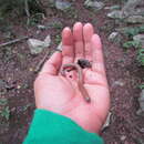 Image of Orthoporus mimus Chamberlin 1943