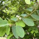 Слика од Bauhinia brachycarpa Benth.