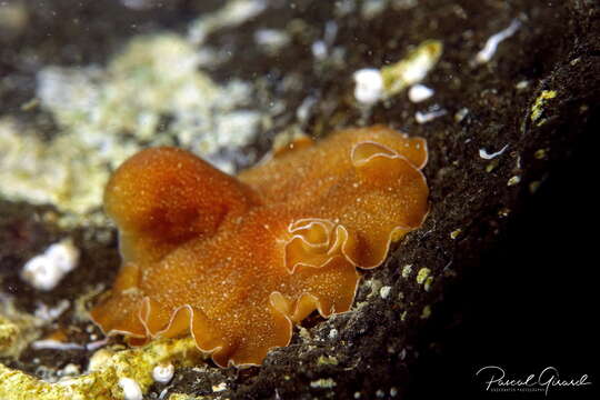 Image of Mediterranean orange polyclad worm