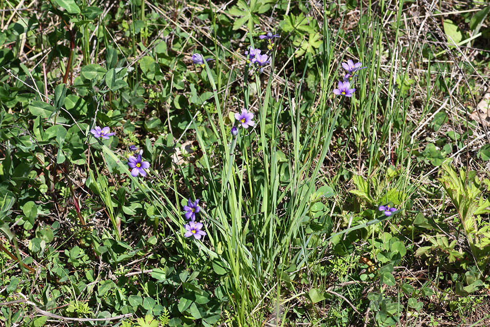 Sisyrinchium septentrionale E. P. Bicknell的圖片