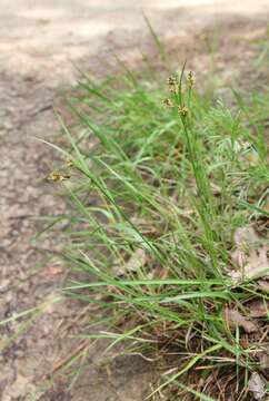 Image of Pale European Wood-Rush