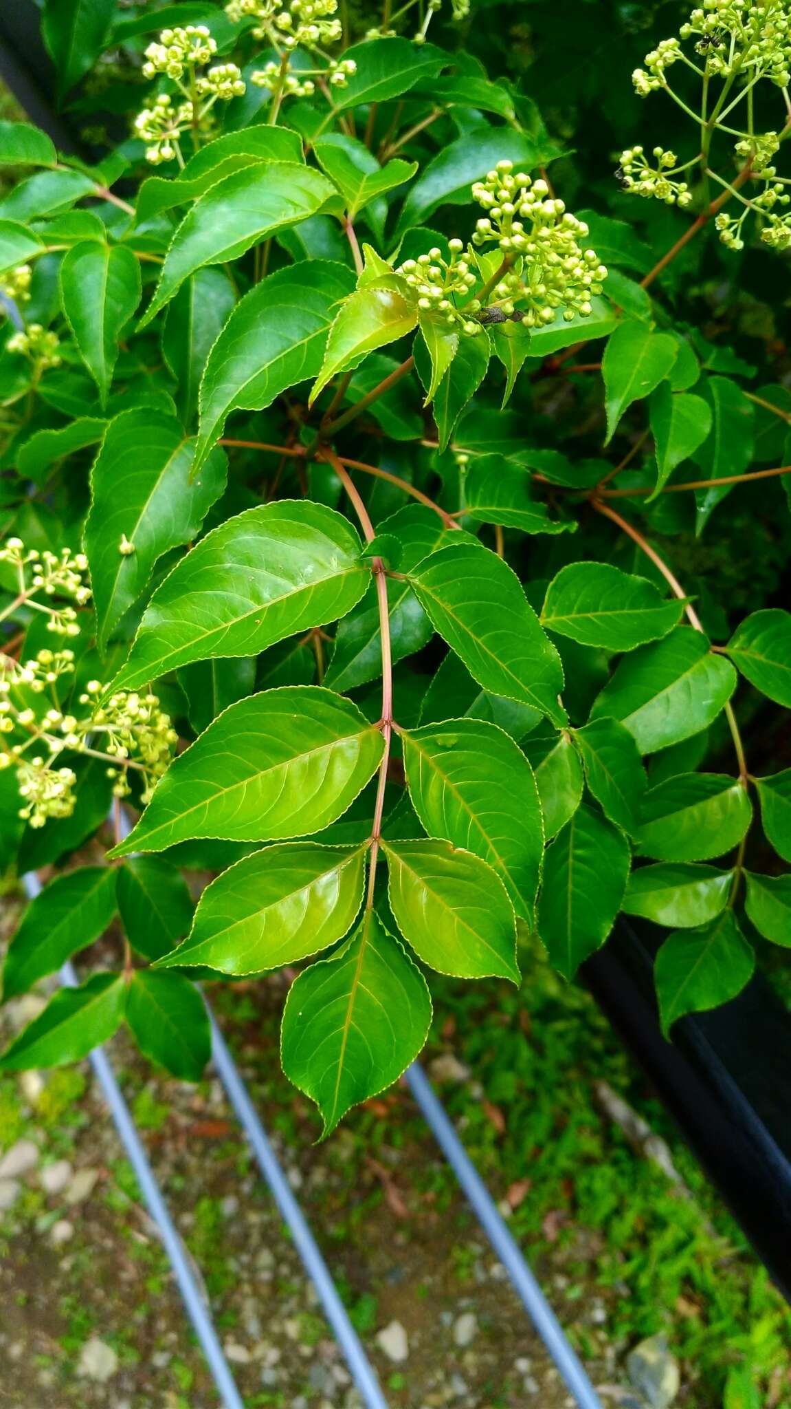 Imagem de Staphylea japonica (Thunb.) Mabb.