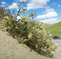 Image of white sand verbena