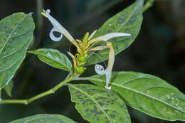 Image of Pachystachys azaleiflora (Rusby) A. L. A. Côrtes