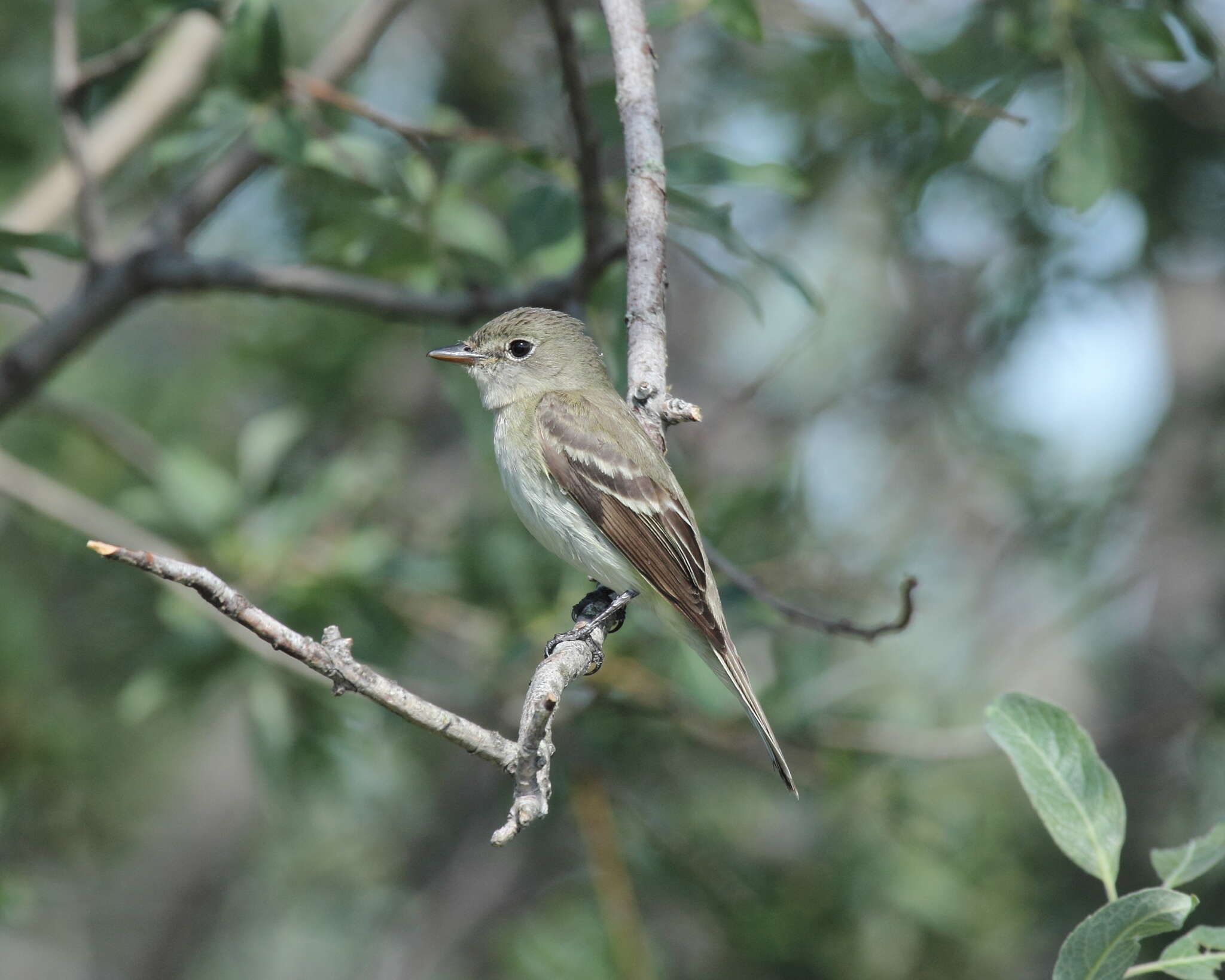 Image of Alder Flycatcher