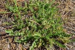 Image of Horkelia clevelandii var. brevibracteata