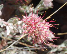 Plancia ëd Leucospermum wittebergense Compton