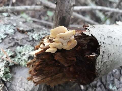 Image of Antrodiella serpula (P. Karst.) Spirin & Niemelä 2006