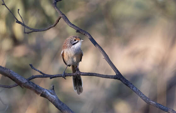 Image of Opalton Grasswren