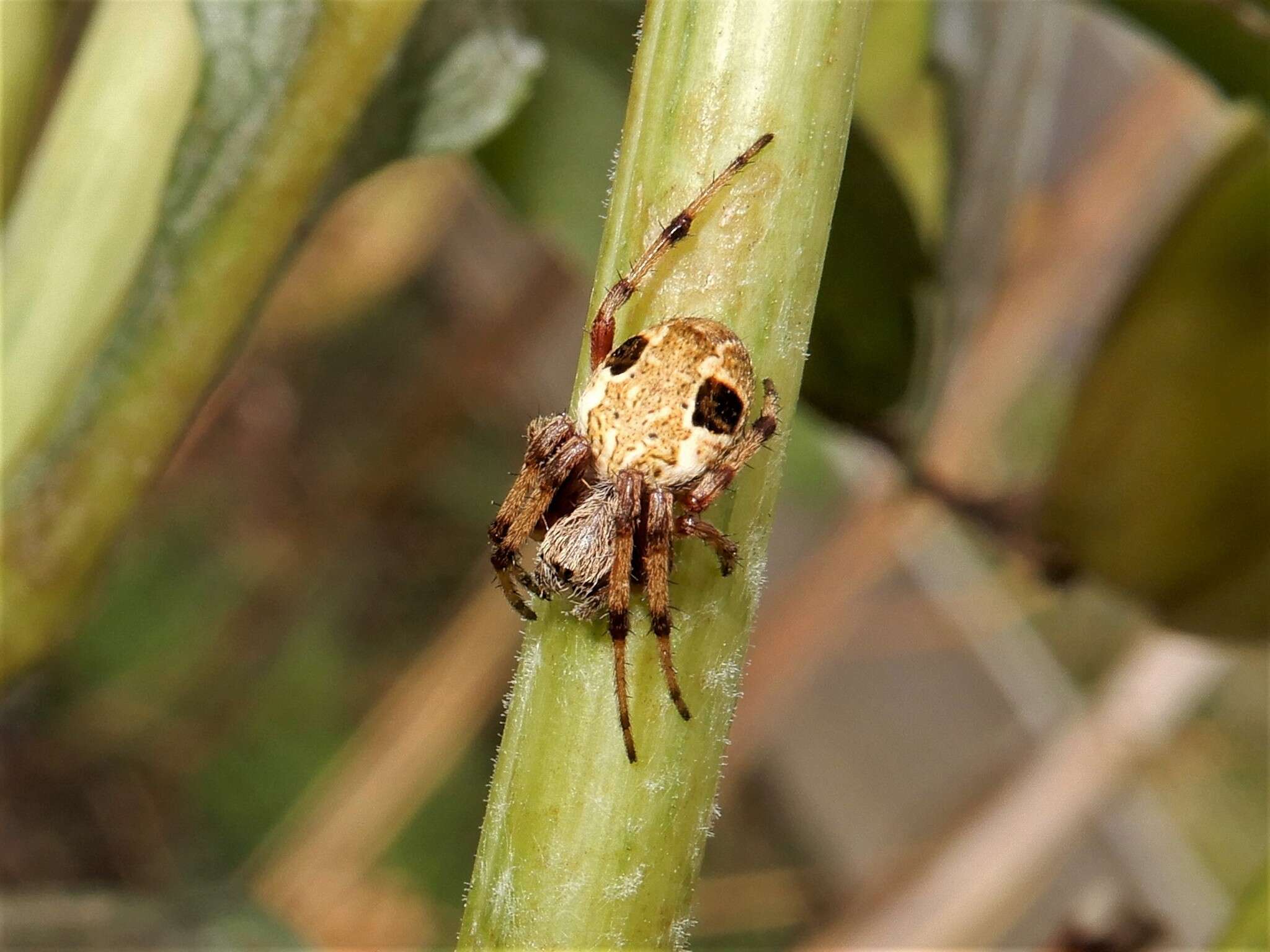 Image of Salsa fuliginata (L. Koch 1872)