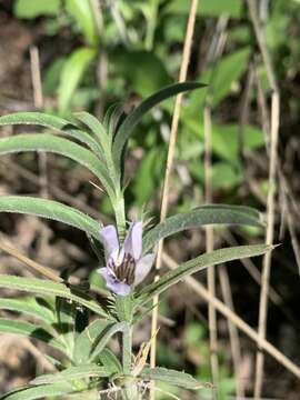 Image of Barleria virgula C. B. Cl.