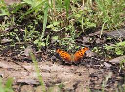 Image of Gray Comma