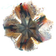 Acrodon bellidiflorus (L.) N. E. Br. resmi