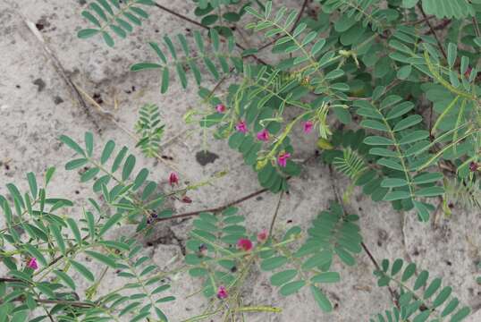 Image of Tephrosia purpurea subsp. leptostachya (DC.) Brummitt