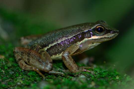 Image of Hylodes caete Malagoli, de Sá, Canedo & Haddad 2017