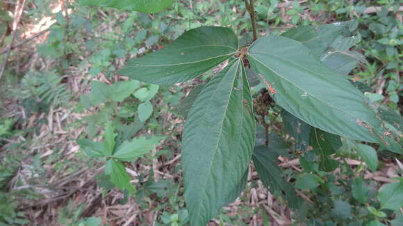 Flemingia macrophylla (Willd.) Merr. resmi