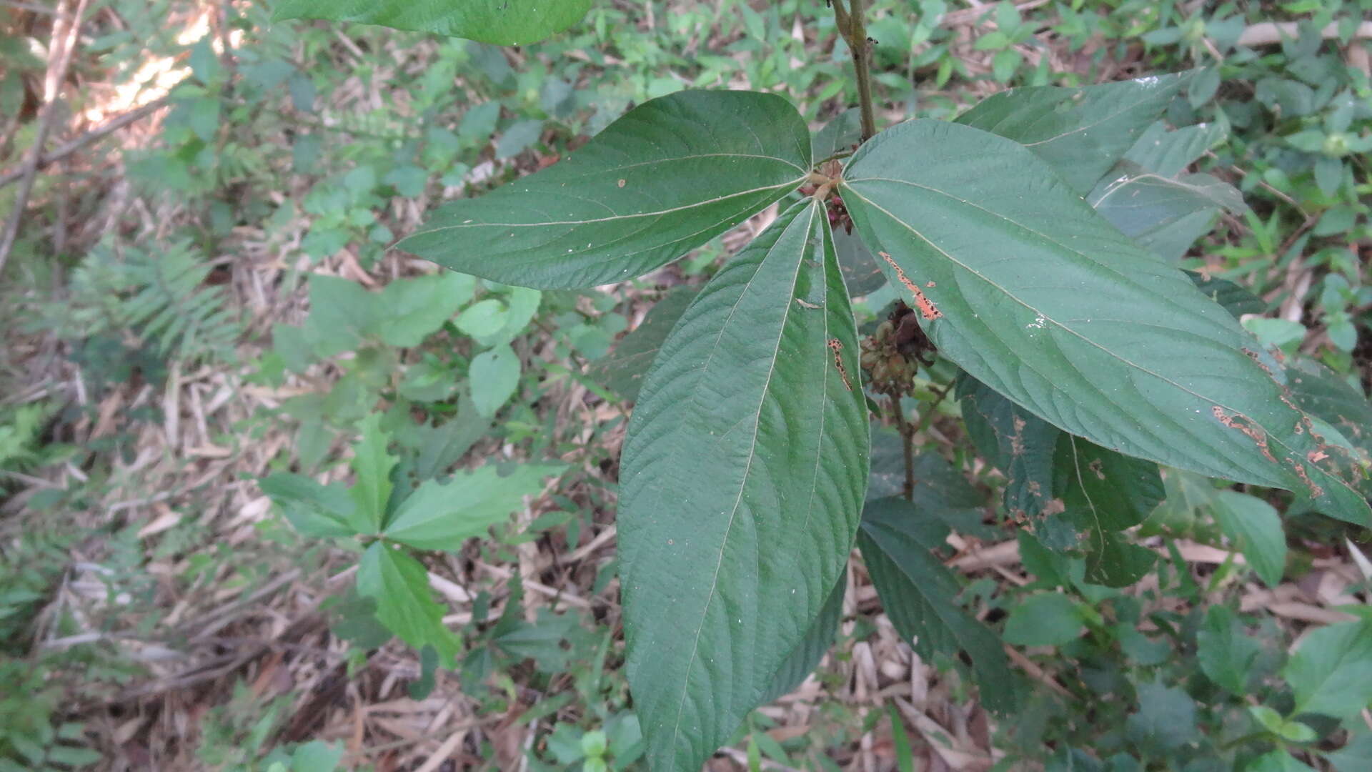 Слика од Flemingia macrophylla (Willd.) Merr.