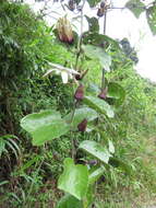 Image de Passiflora tatei Killip & Rusby