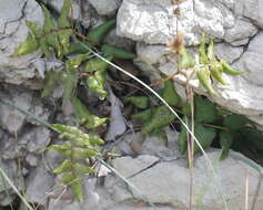 Image of Mexican fern