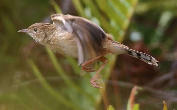 Image of Madagascan Cisticola