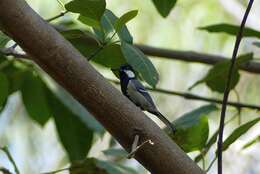 Imagem de Parus cinereus Vieillot 1818