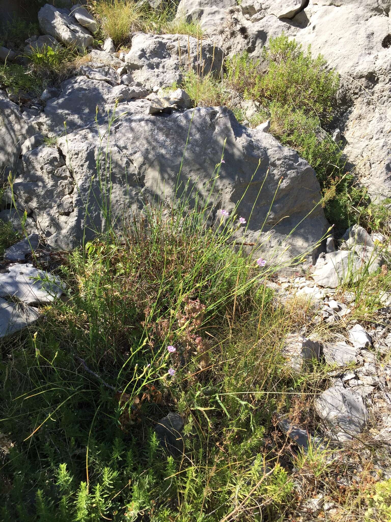 Image of Dianthus ciliatus subsp. dalmaticus (Celak.) Hayek