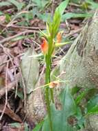 Image of Lily-leaf Orchid