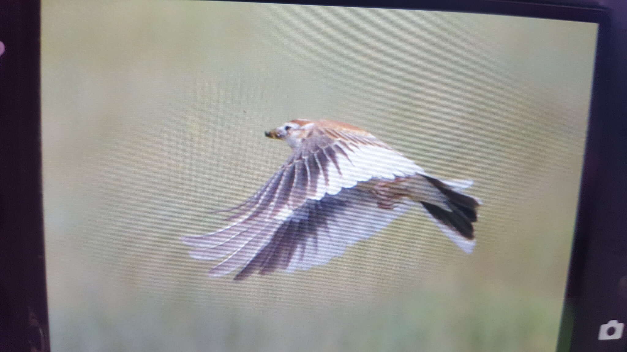 Image of Mongolian Lark