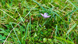 Image of Rough Gentian