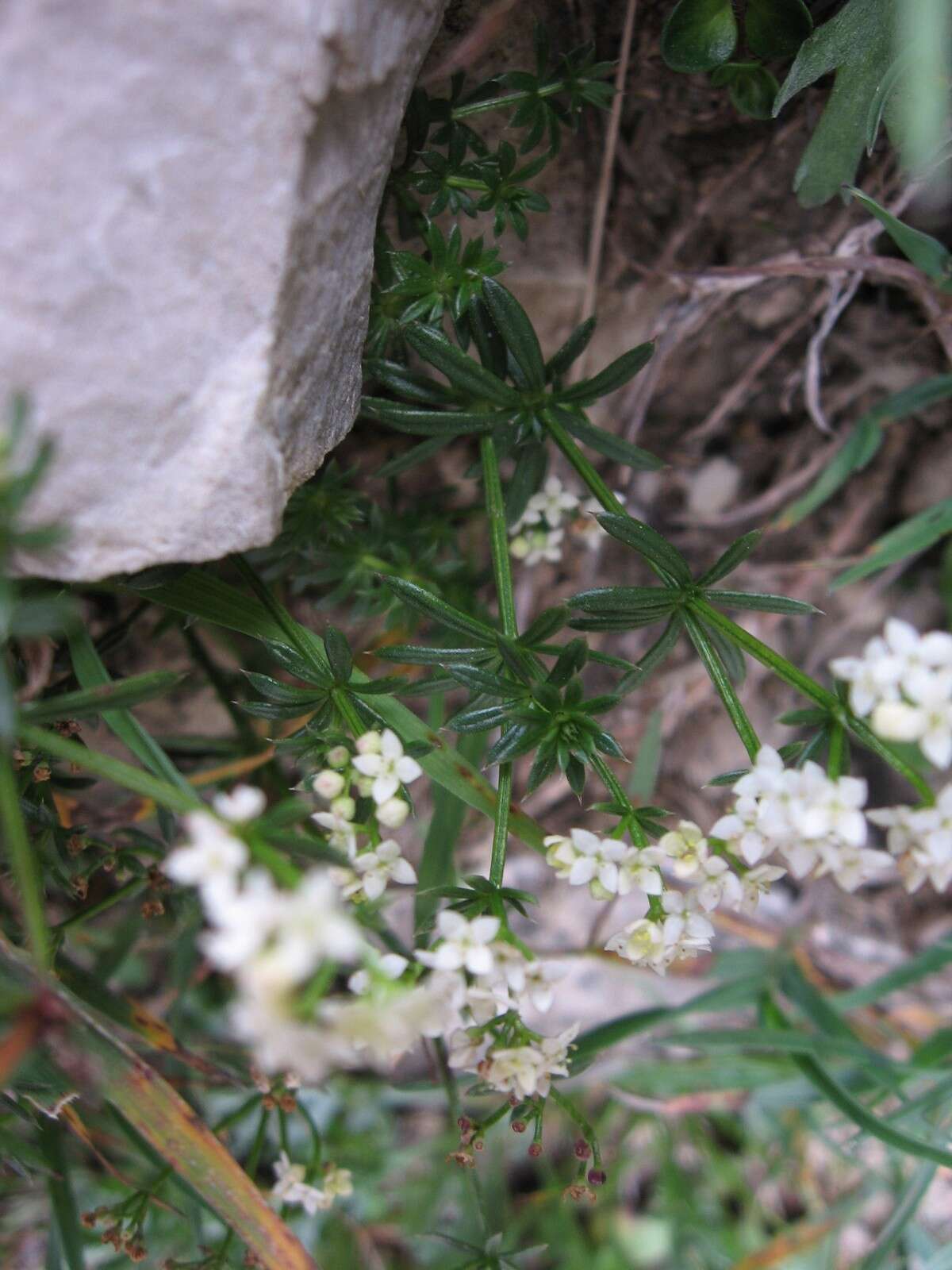 Plancia ëd Galium anisophyllon Vill.