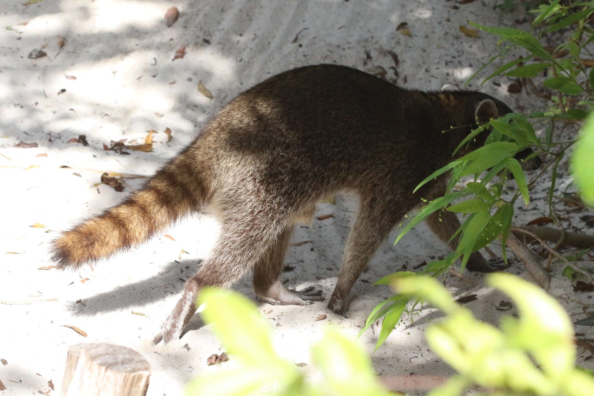 Image of Cozumel Island Raccoon