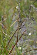 Image of Leucopogon glabellus R. Br.