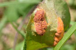 Image de Puccinia paederiae (Dietel) Gorlenko 1970