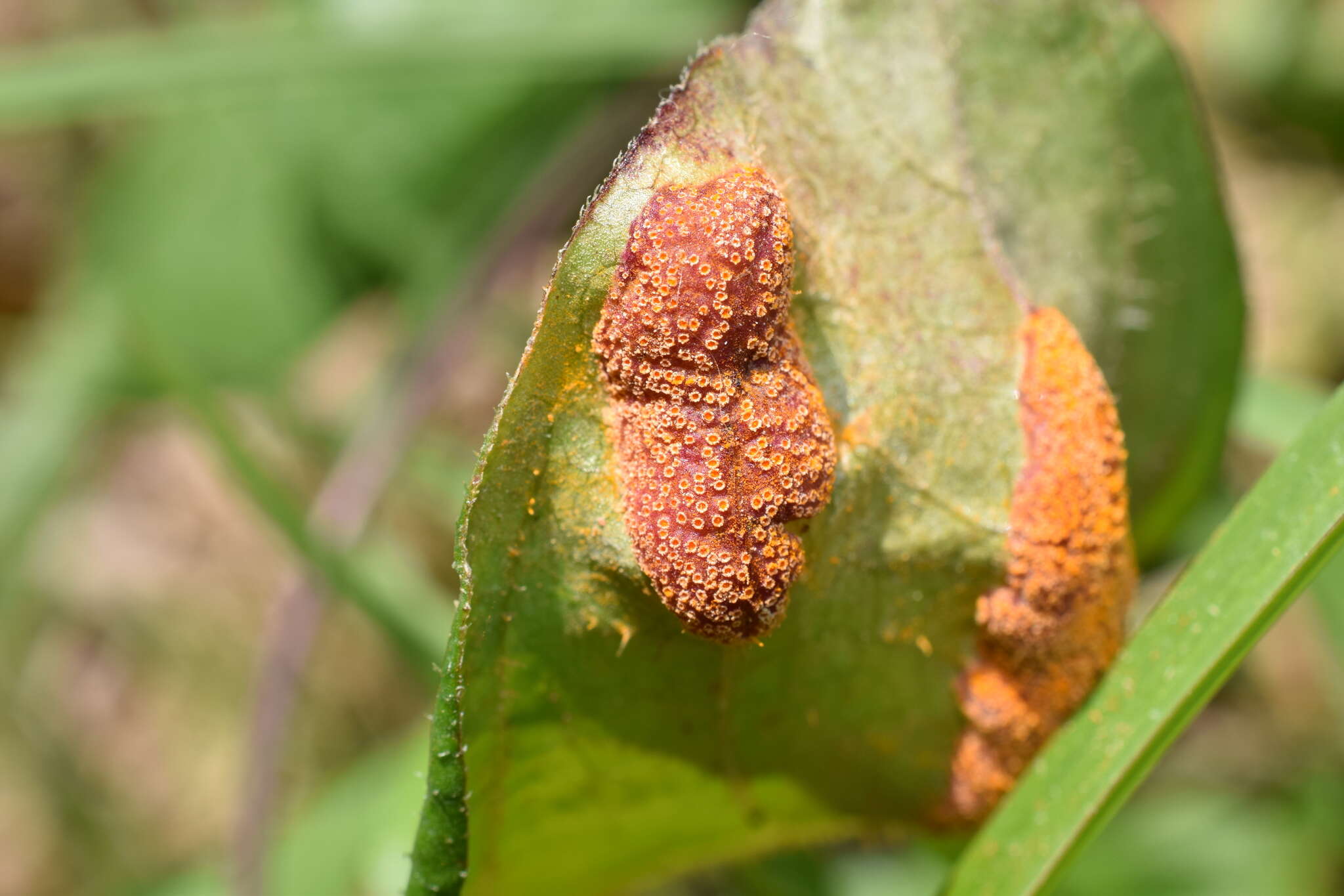 Image de Puccinia paederiae (Dietel) Gorlenko 1970