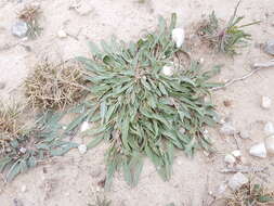 Image of Carleton's sand verbena