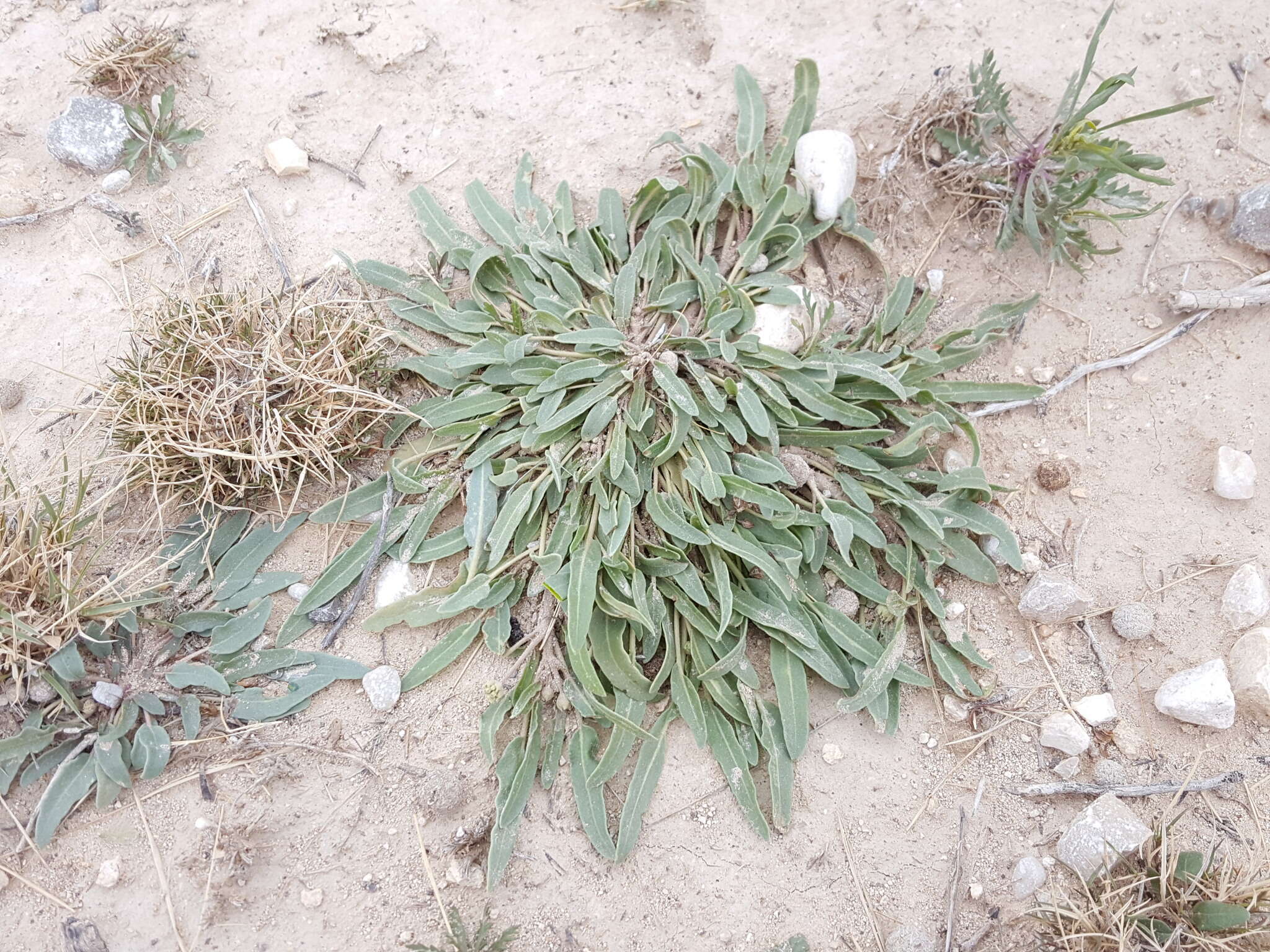 Image of Carleton's sand verbena